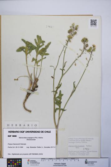 Menonvillea scapigera [Espécimen: UCH:SQF:0019636]