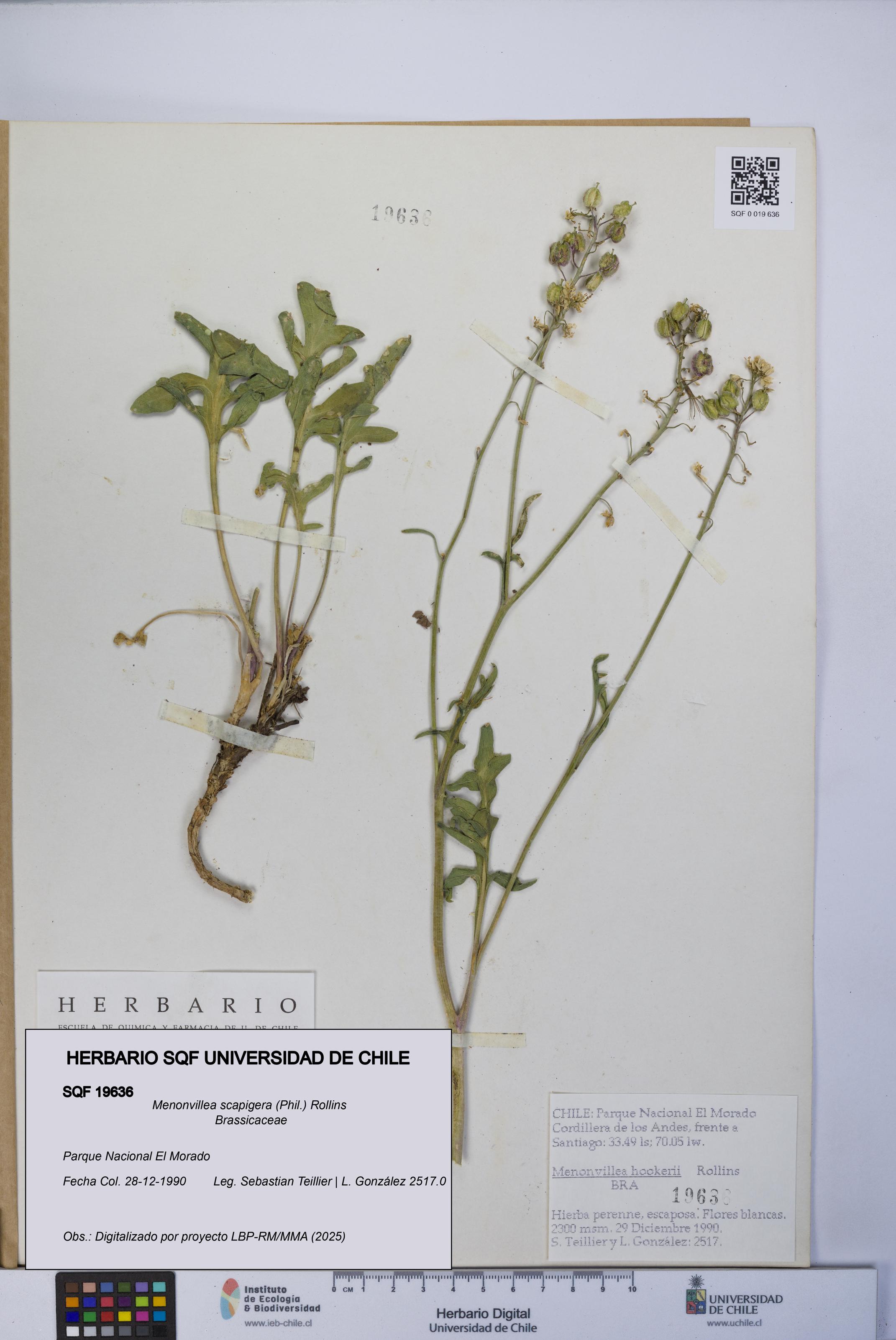 Menonvillea scapigera [Espécimen: UCH:SQF:0019636]