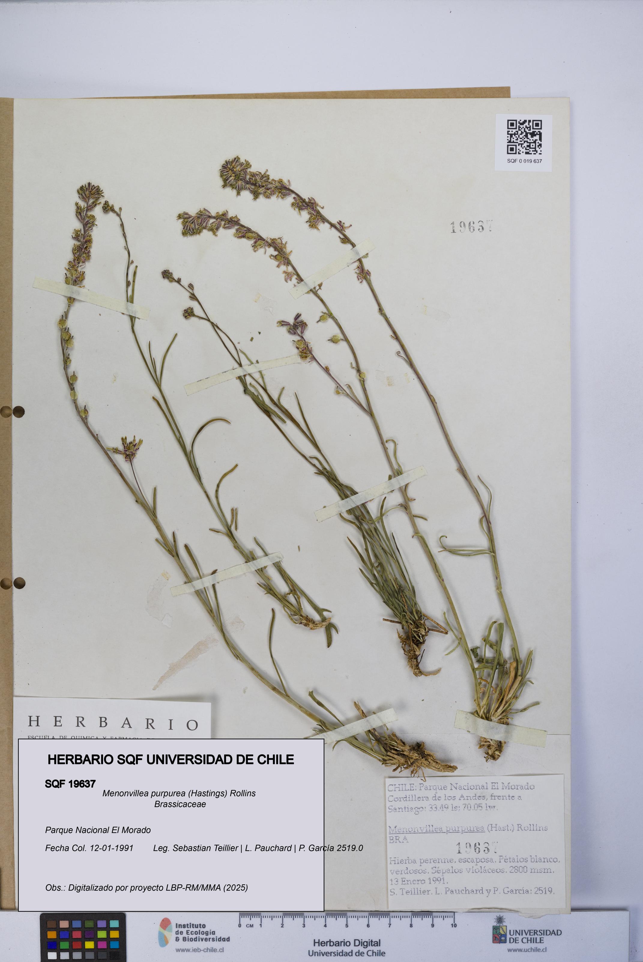 Menonvillea purpurea [Espécimen: UCH:SQF:0019637]