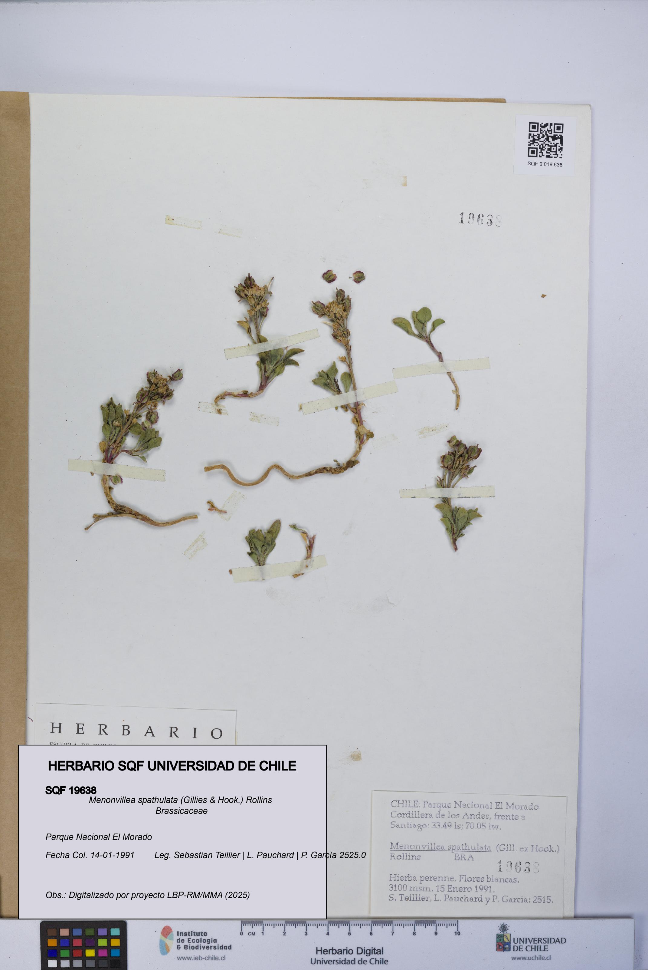 Menonvillea spathulata [Espécimen: UCH:SQF:0019638]