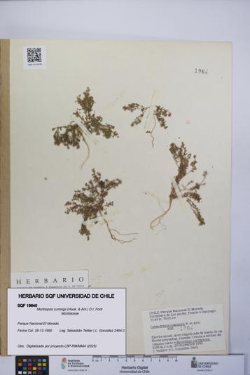 Montiopsis cumingii [Espécimen: UCH:SQF:0019640]