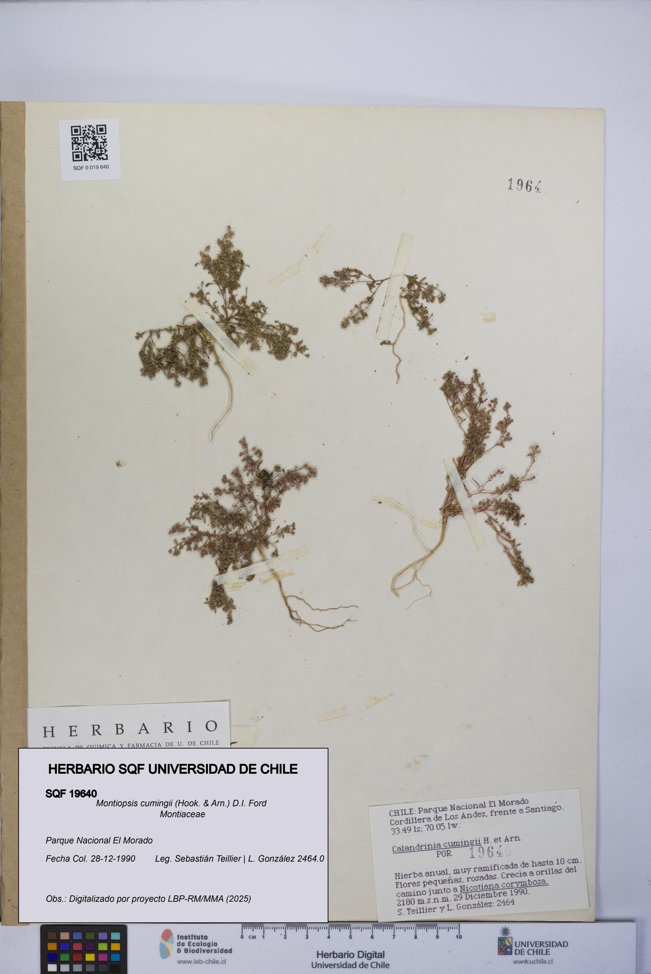 Montiopsis cumingii [Espécimen: UCH:SQF:0019640]