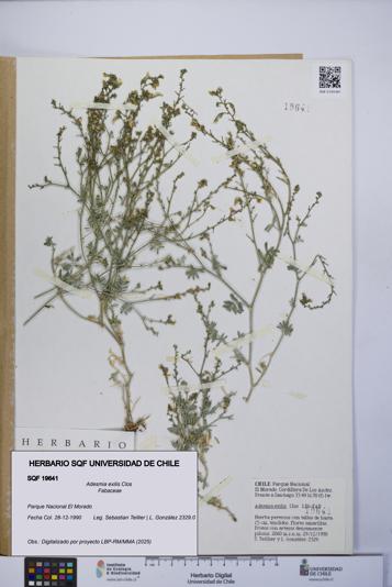 Adesmia exilis [Espécimen: UCH:SQF:0019641]