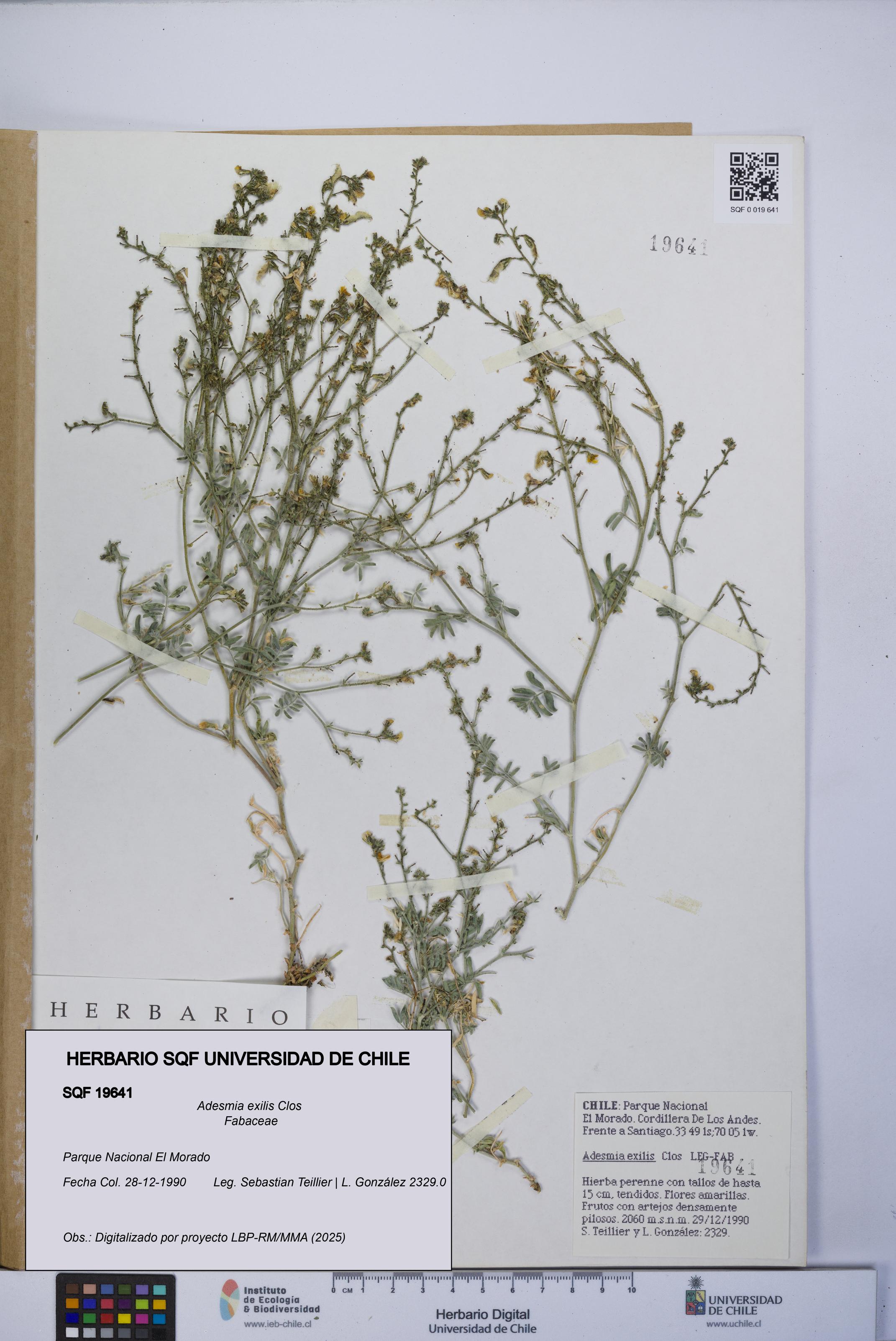 Adesmia exilis [Espécimen: UCH:SQF:0019641]