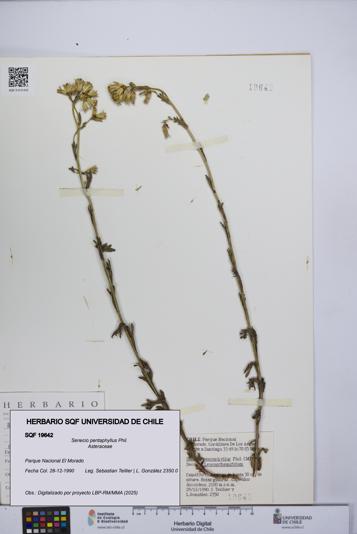 Senecio pentaphyllus [Espécimen: UCH:SQF:0019642]