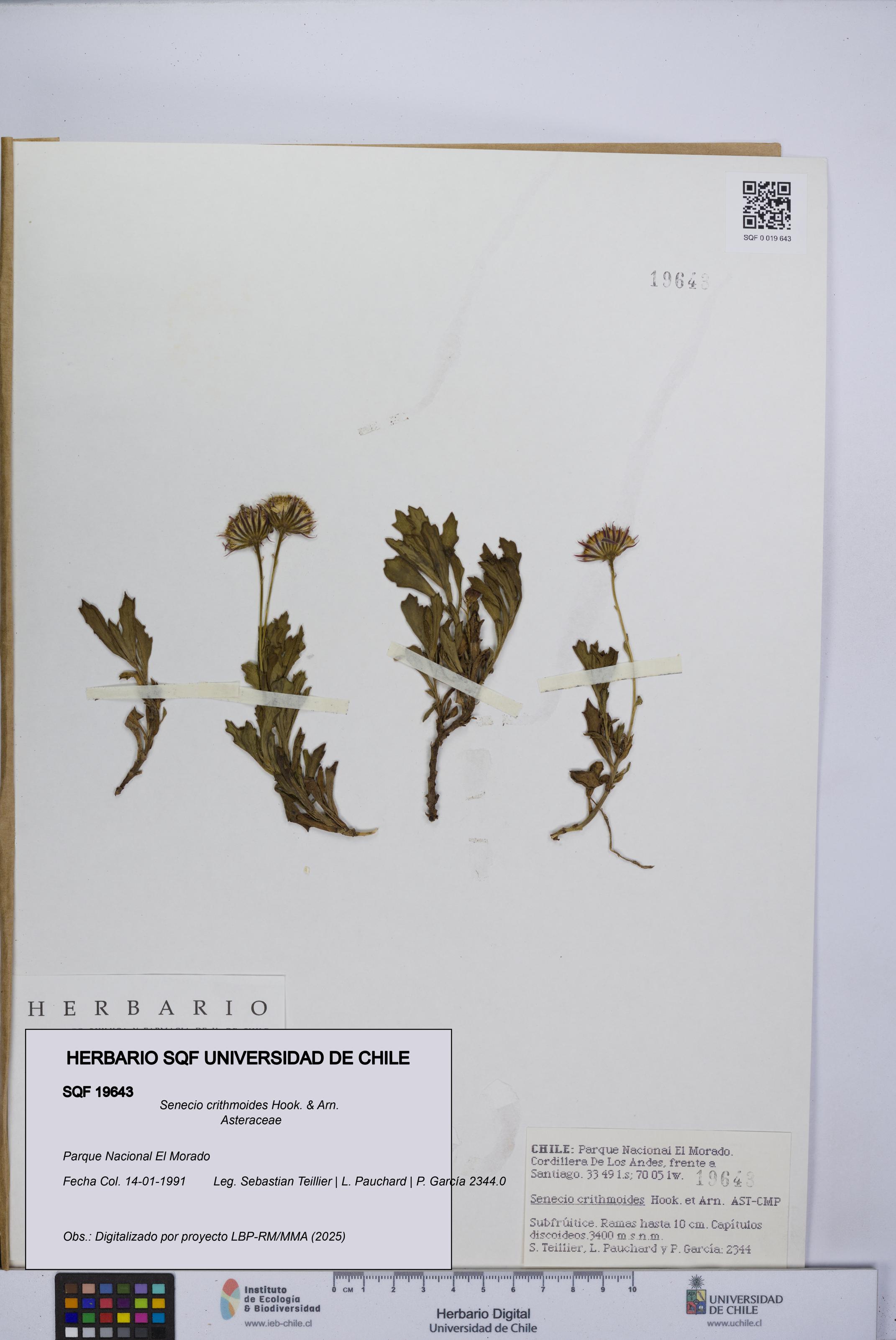 Senecio crithmoides [Espécimen: UCH:SQF:0019643]