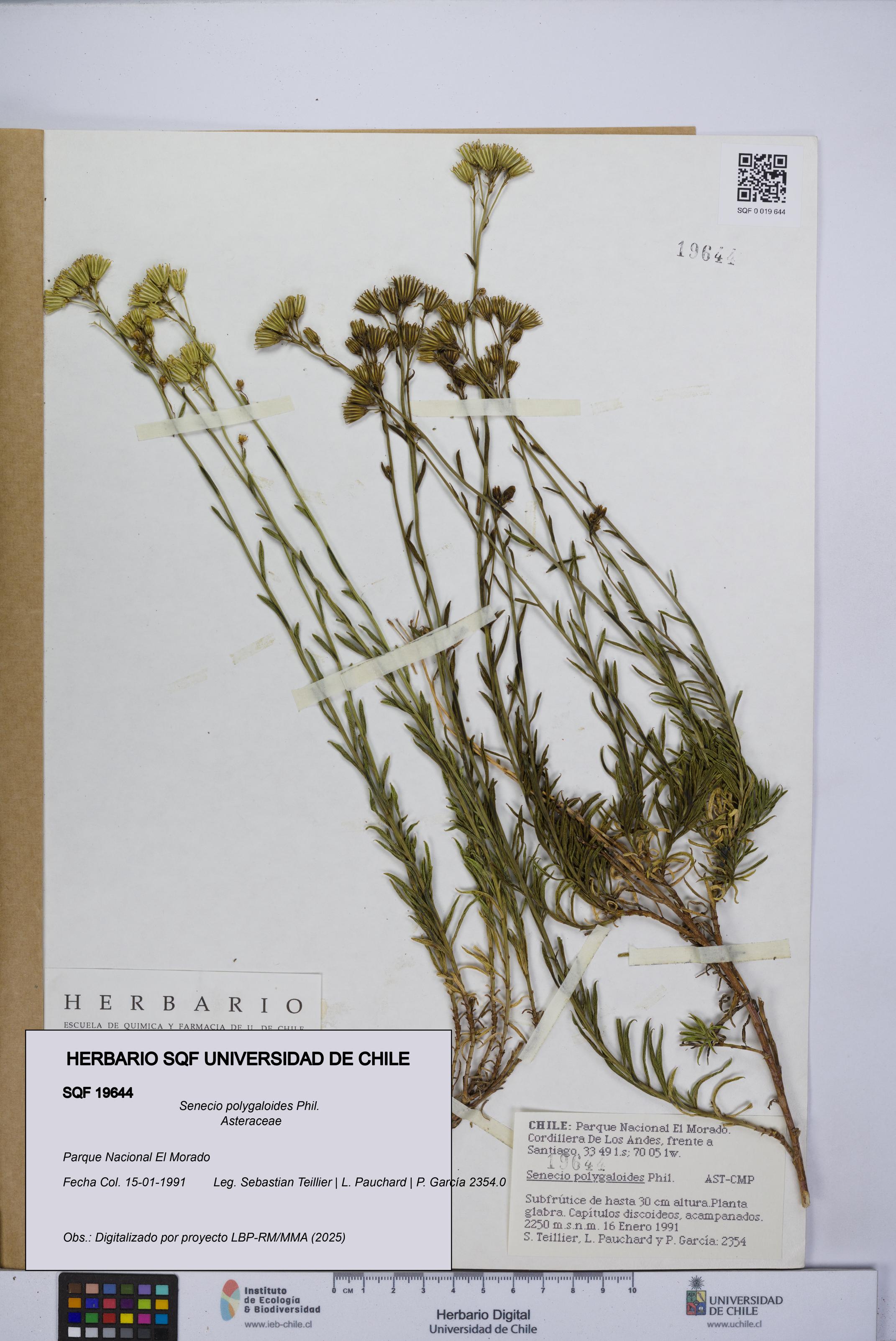 Senecio polygaloides [Espécimen: UCH:SQF:0019644]