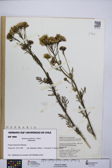 Senecio eruciformis [Espécimen: UCH:SQF:0019646]
