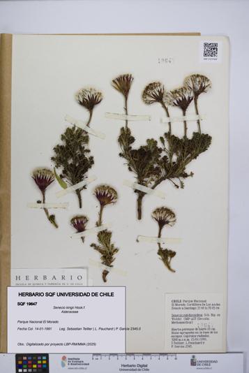 Senecio kingii [Espécimen: UCH:SQF:0019647]