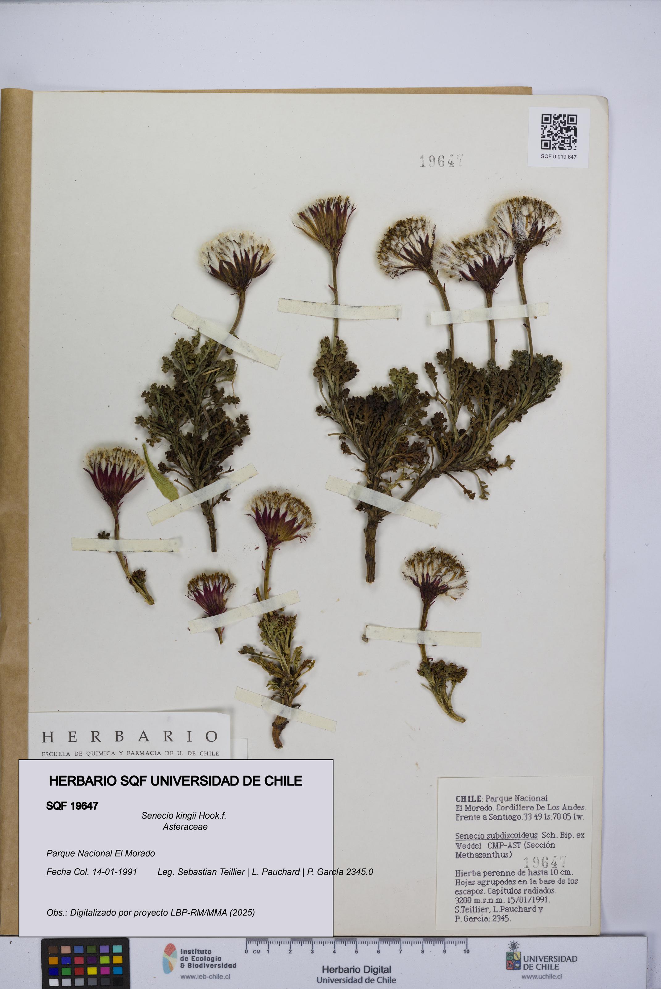 Senecio kingii [Espécimen: UCH:SQF:0019647]