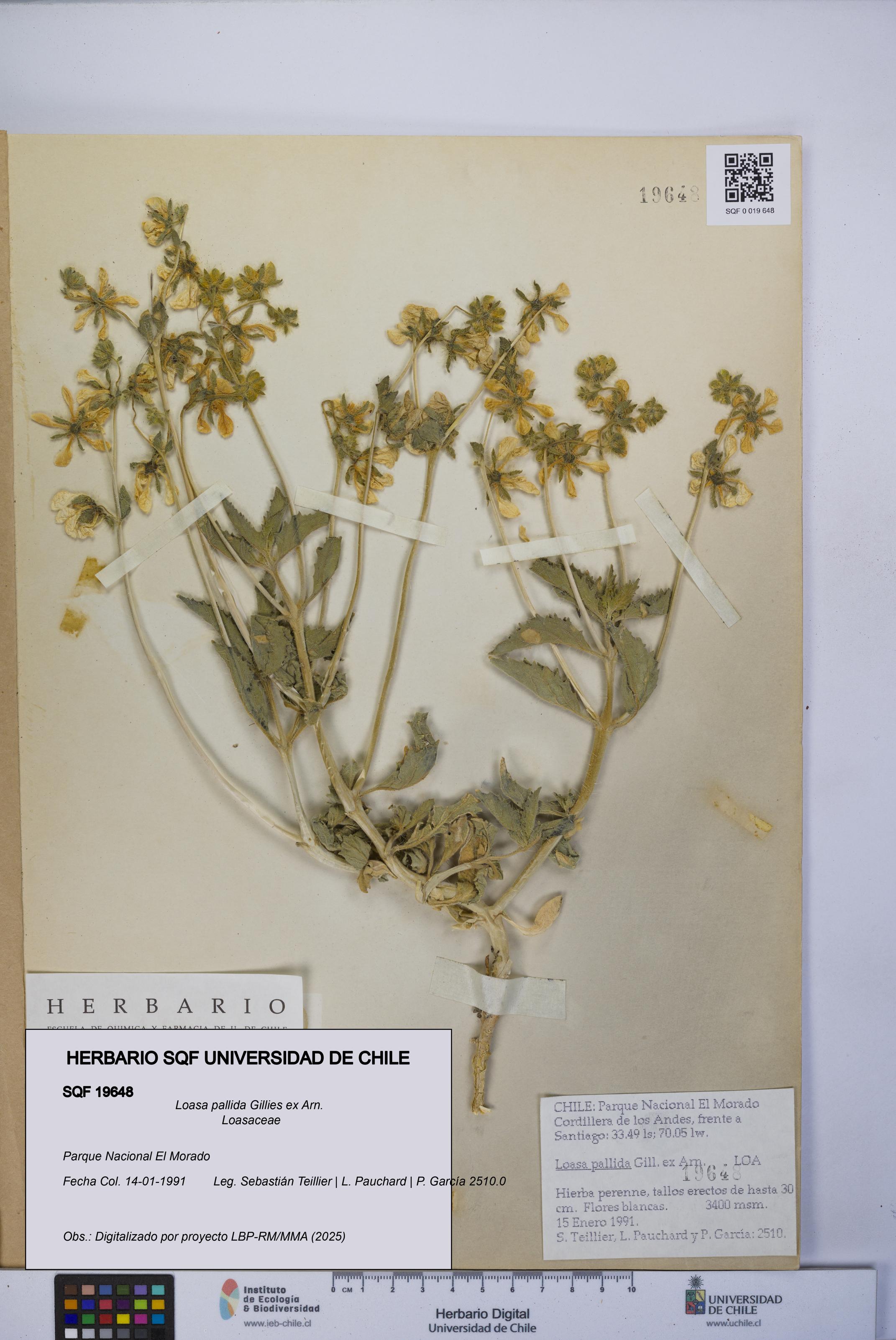 Loasa pallida [Espécimen: UCH:SQF:0019648]