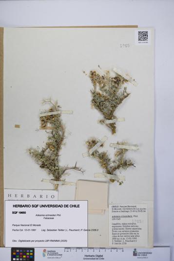 Adesmia schneideri [Espécimen: UCH:SQF:0019650]