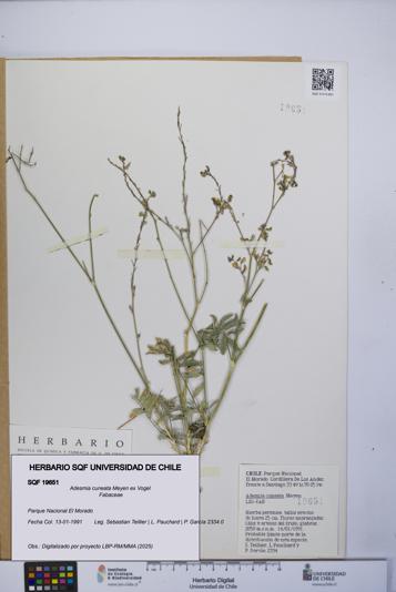 Adesmia cuneata [Espécimen: UCH:SQF:0019651]