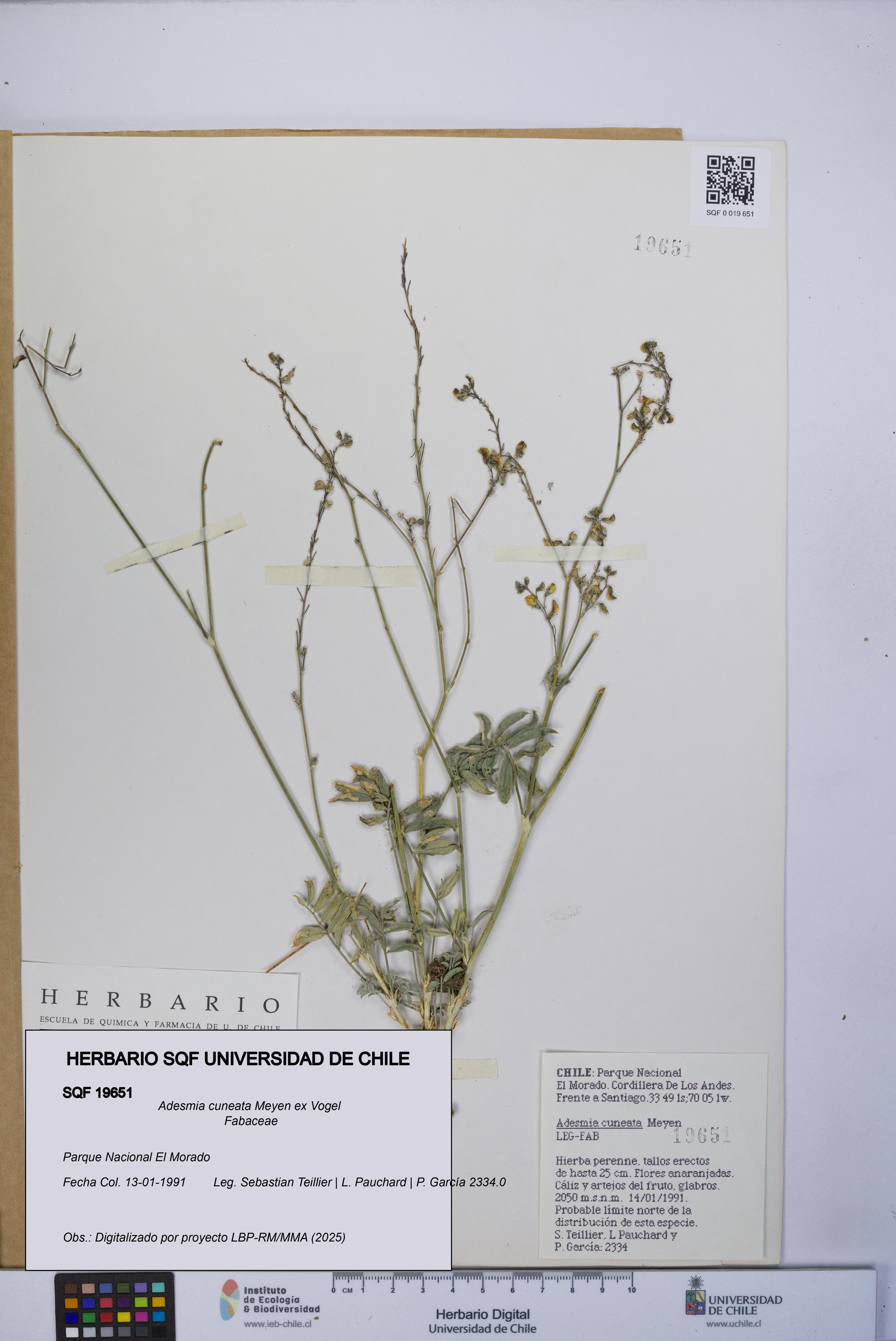 Adesmia cuneata [Espécimen: UCH:SQF:0019651]