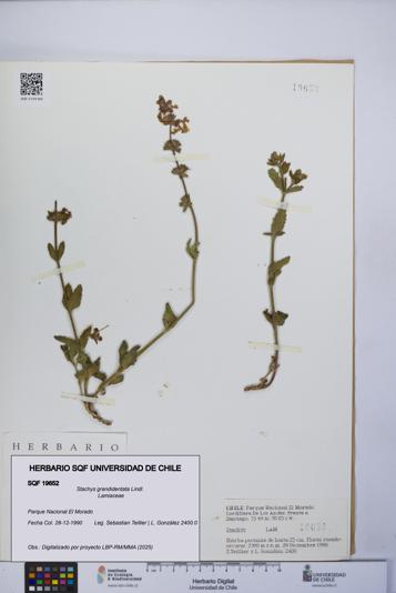 Stachys grandidentata [Espécimen: UCH:SQF:0019652]
