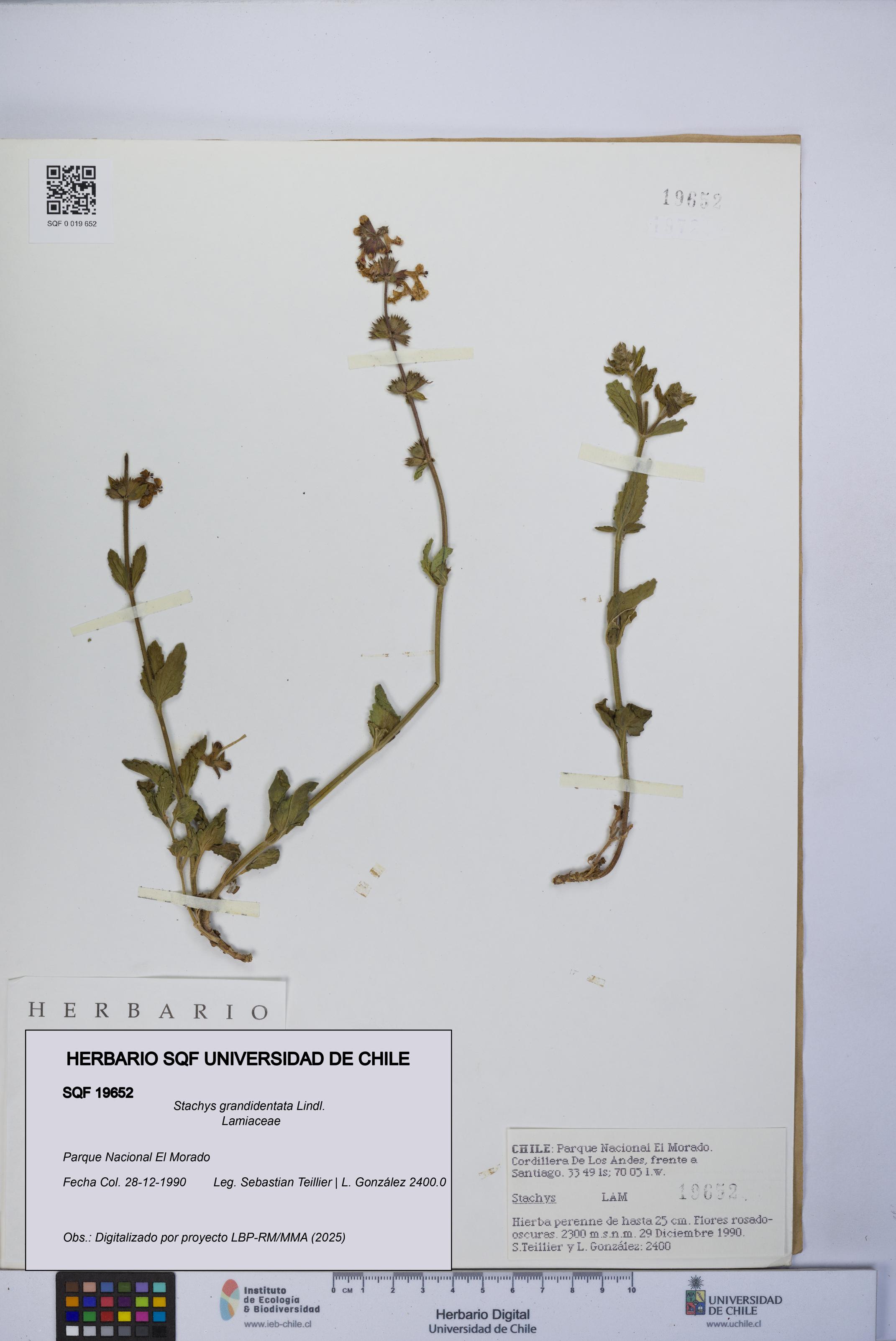 Stachys grandidentata [Espécimen: UCH:SQF:0019652]