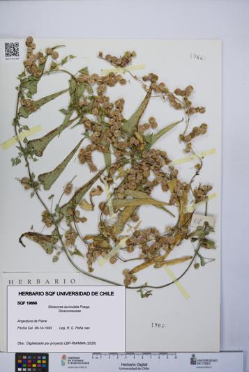 Dioscorea auriculata [Espécimen: UCH:SQF:0019666]