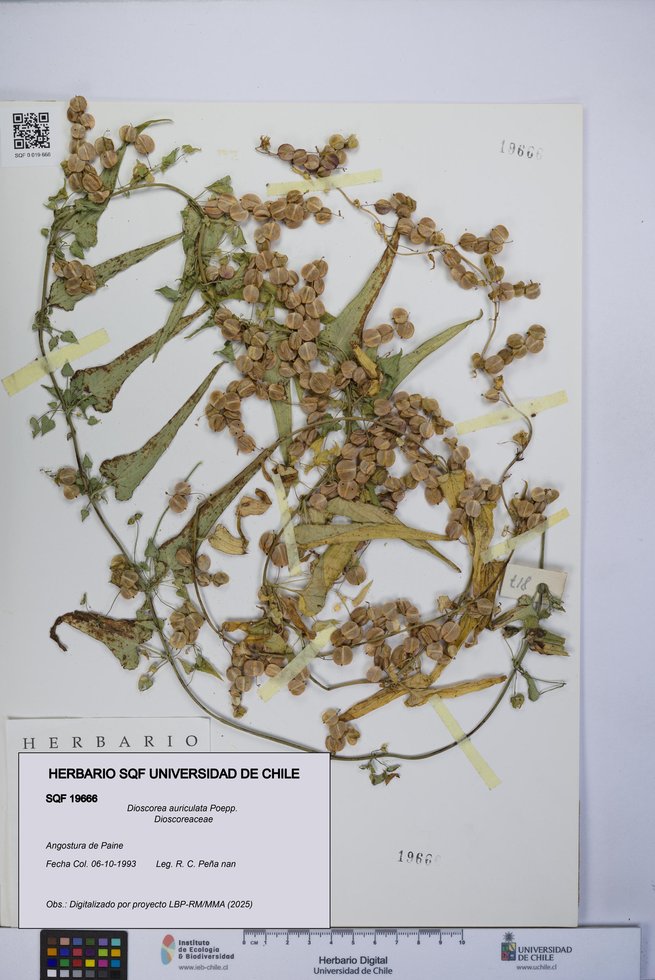 Dioscorea auriculata [Espécimen: UCH:SQF:0019666]