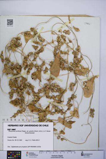 Dioscorea humifusa var. gracilis [Espécimen: UCH:SQF:0019667]