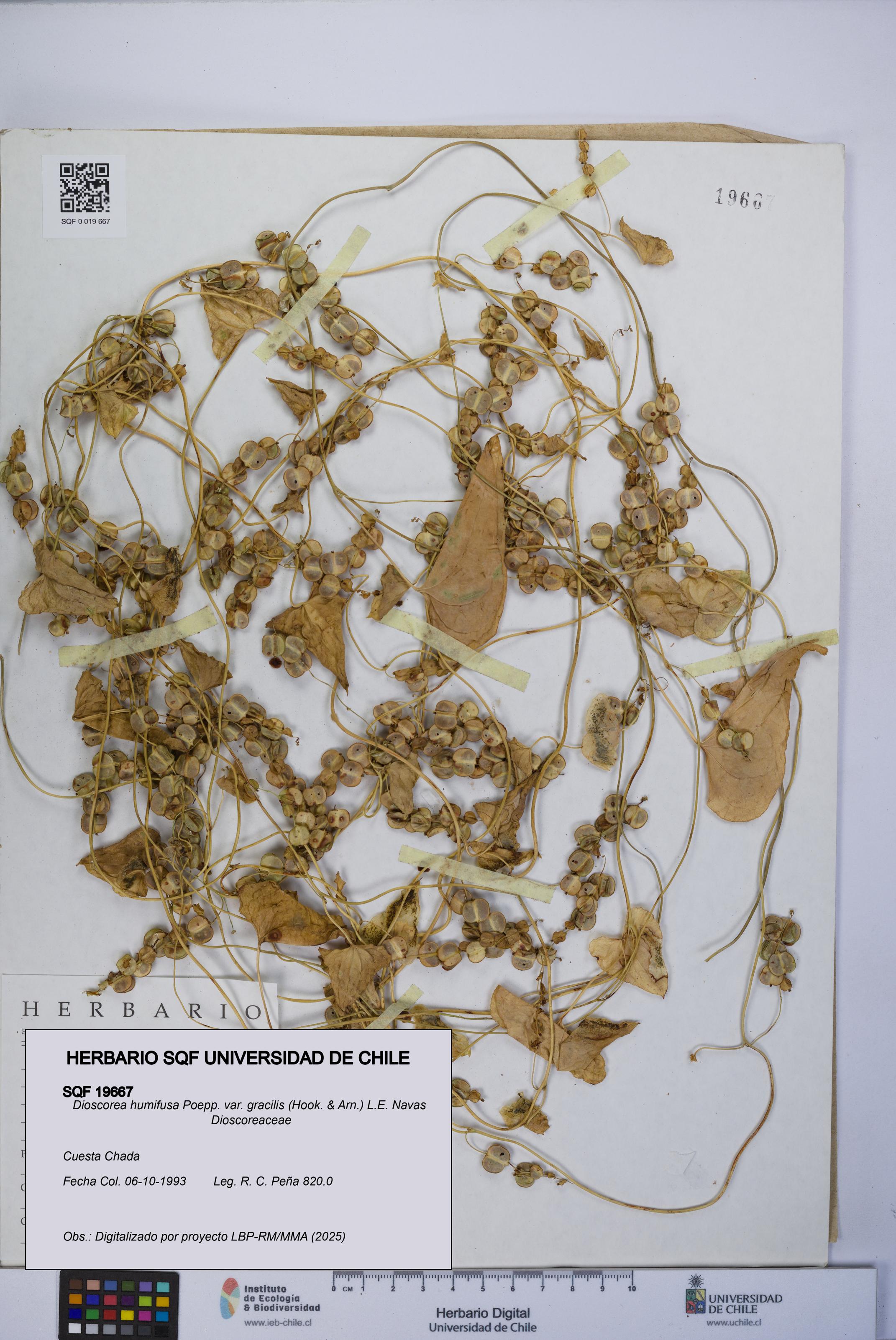 Dioscorea humifusa var. gracilis [Espécimen: UCH:SQF:0019667]