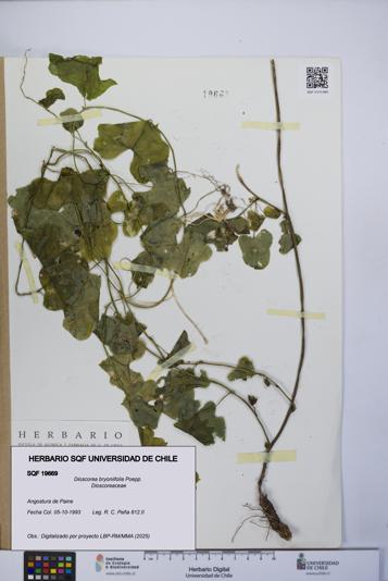 Dioscorea bryoniifolia [Espécimen: UCH:SQF:0019669]