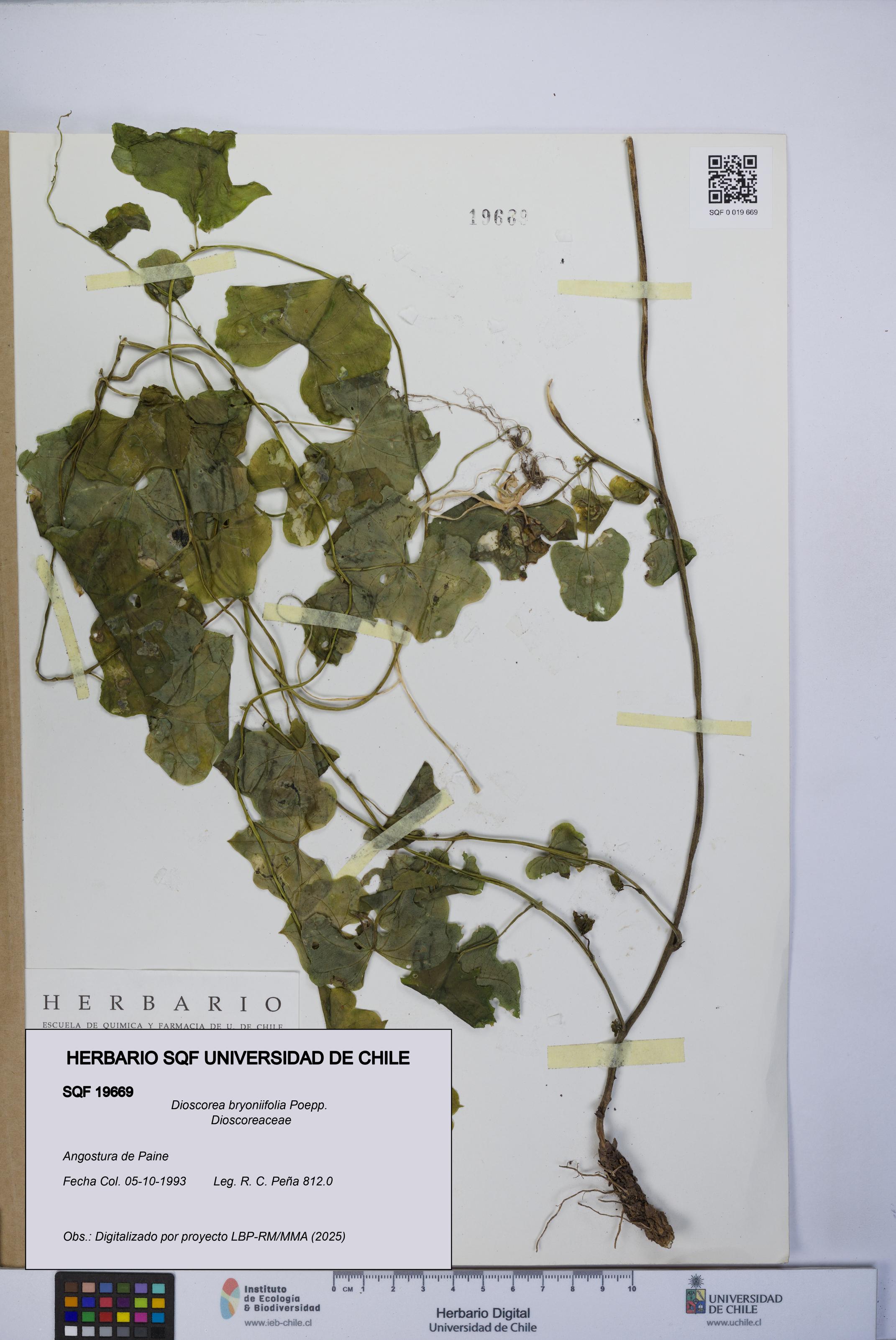 Dioscorea bryoniifolia [Espécimen: UCH:SQF:0019669]