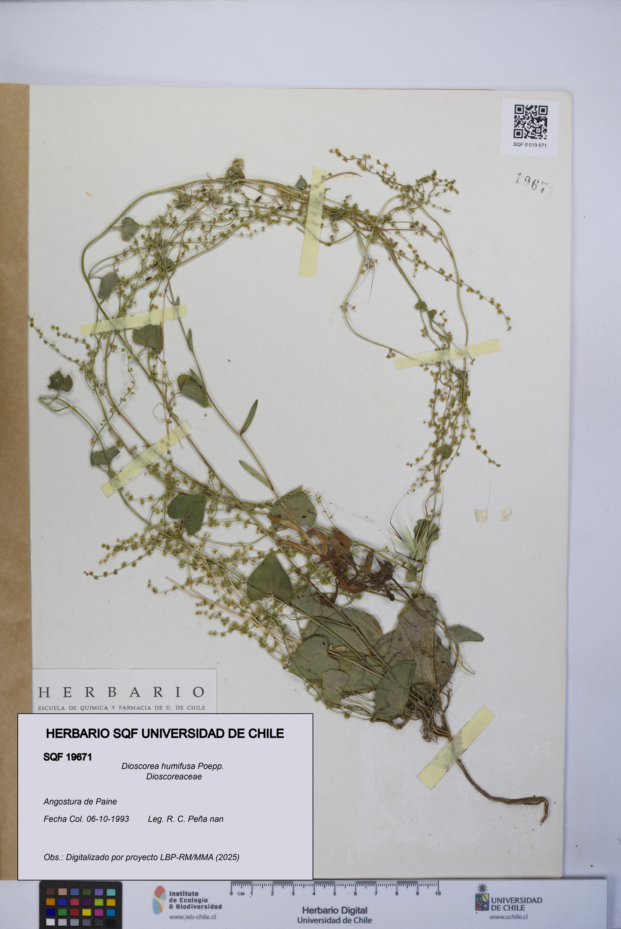 Dioscorea humifusa [Espécimen: UCH:SQF:0019671]