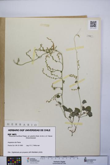 Dioscorea humifusa var. gracilis [Espécimen: UCH:SQF:0019672]