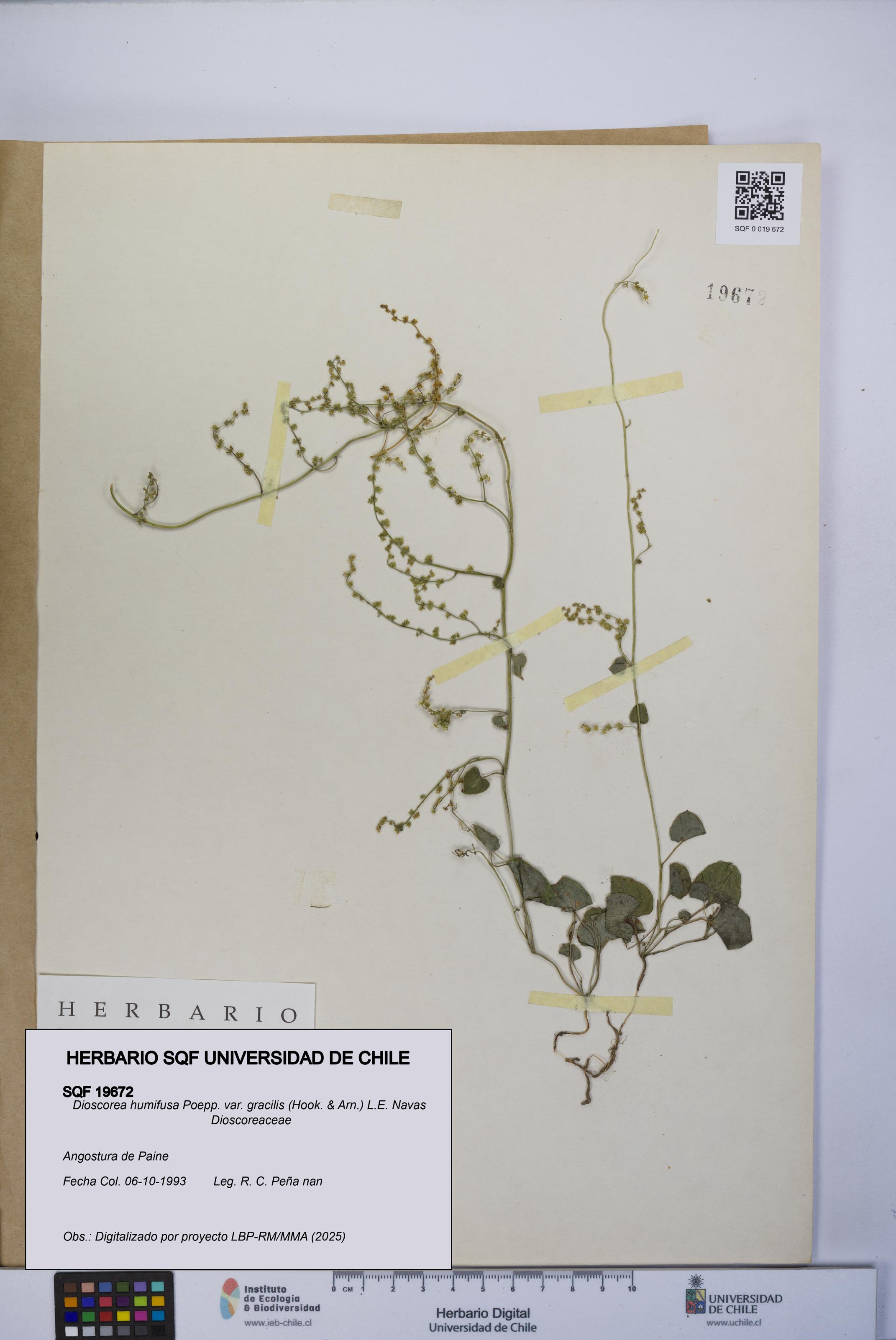 Dioscorea humifusa var. gracilis [Espécimen: UCH:SQF:0019672]