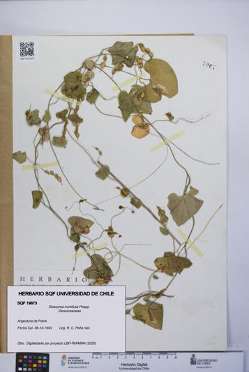 Dioscorea humifusa [Espécimen: UCH:SQF:0019673]