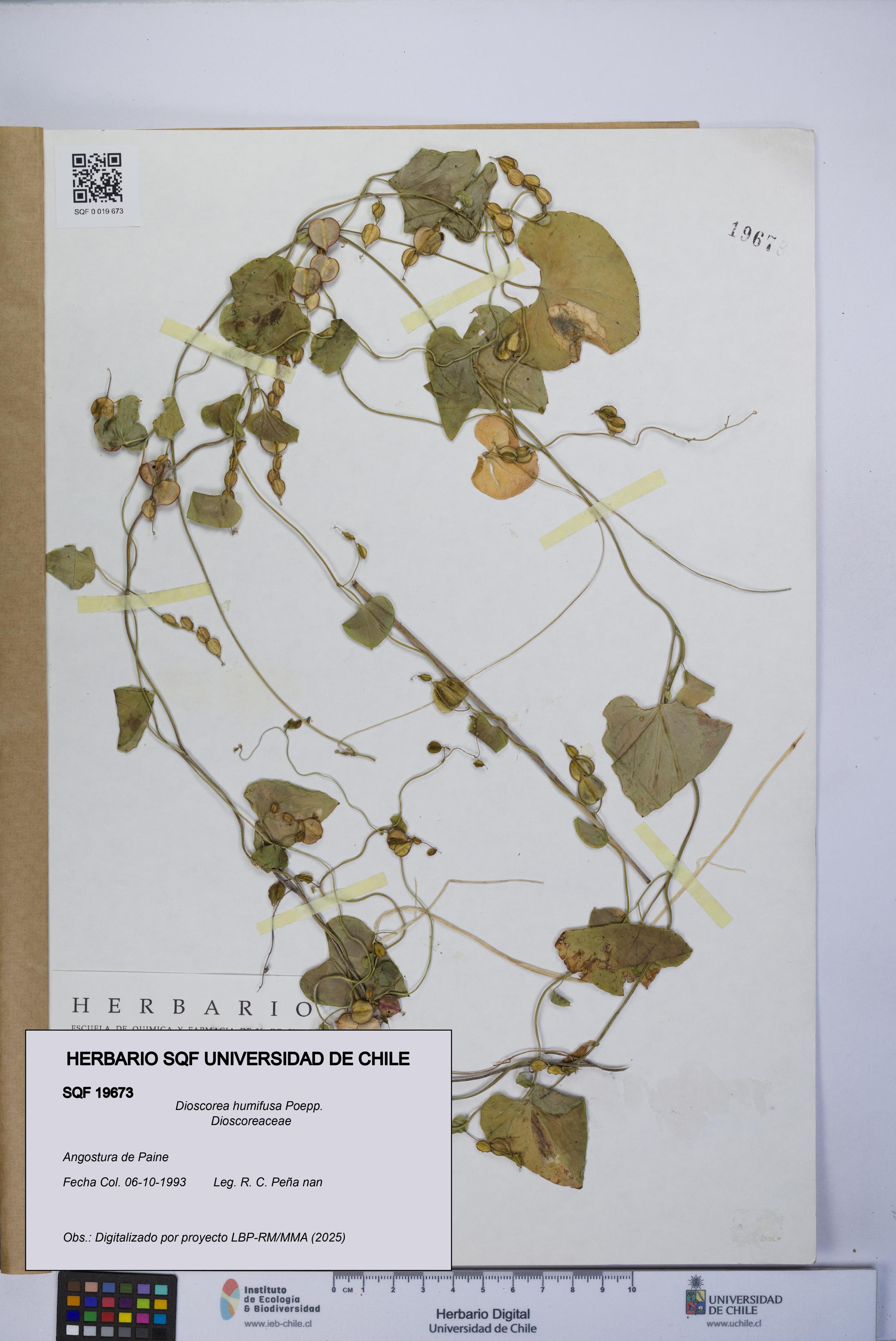 Dioscorea humifusa [Espécimen: UCH:SQF:0019673]