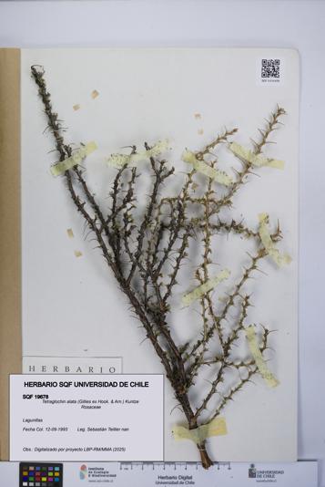 Tetraglochin alata [Espécimen: UCH:SQF:0019678]