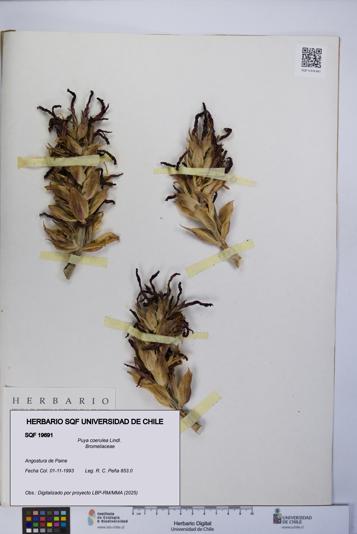 Puya coerulea [Espécimen: UCH:SQF:0019691]