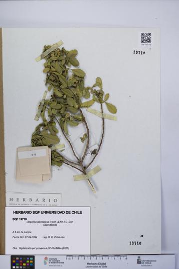 Llagunoa glandulosa [Espécimen: UCH:SQF:0019710]