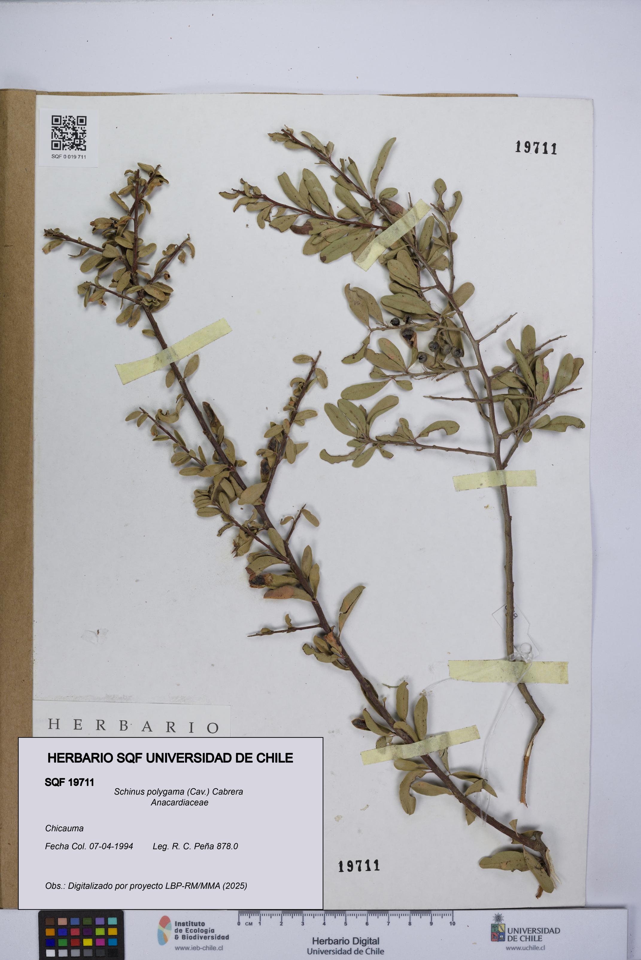 Schinus polygama [Espécimen: UCH:SQF:0019711]