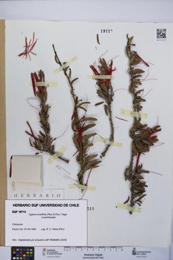 Ligaria cuneifolia [Espécimen: UCH:SQF:0019713]