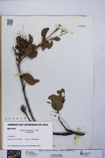 Tristerix corymbosus [Espécimen: UCH:SQF:0019719]