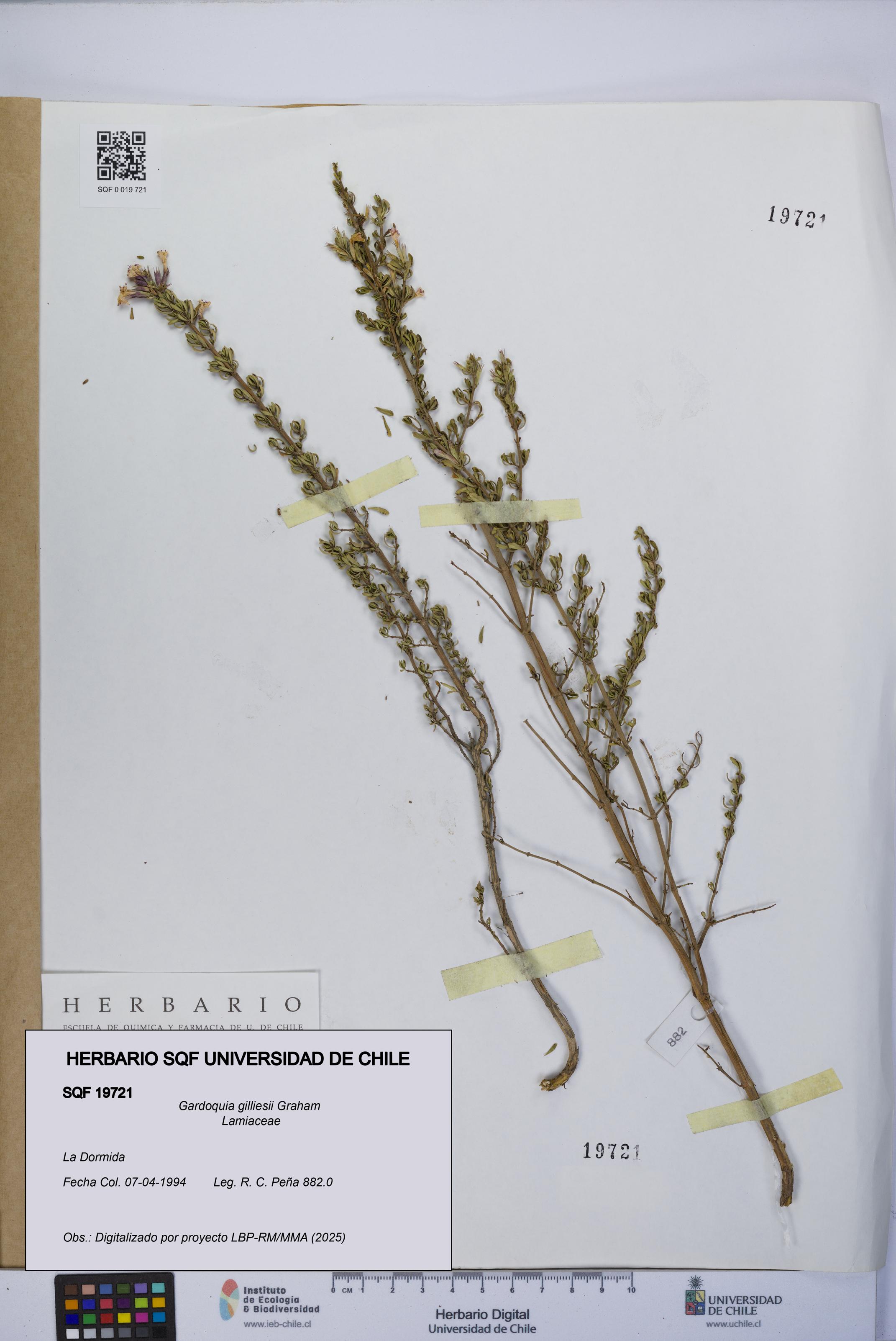 Gardoquia gilliesii [Espécimen: UCH:SQF:0019721]