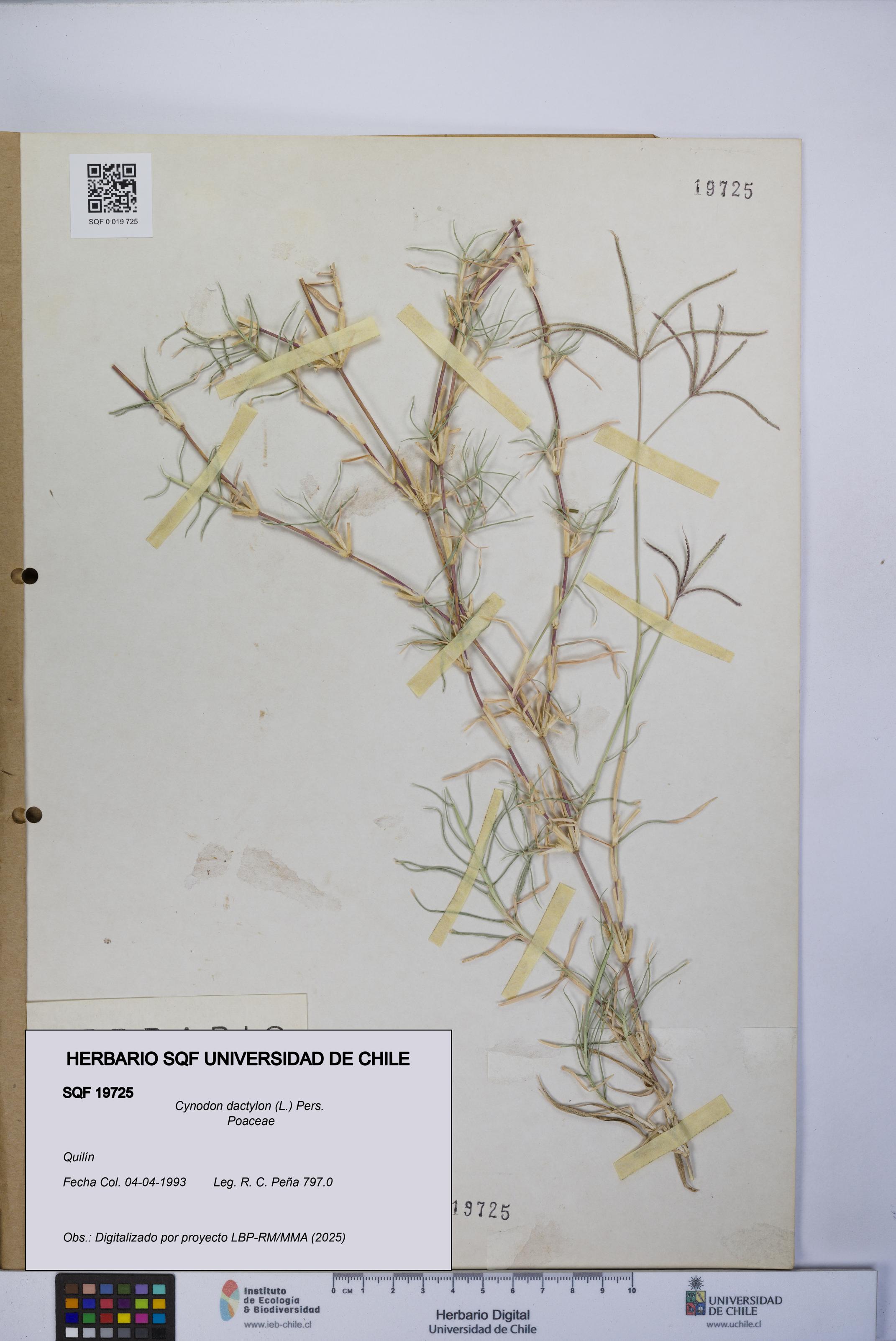 Cynodon dactylon [Espécimen: UCH:SQF:0019725]