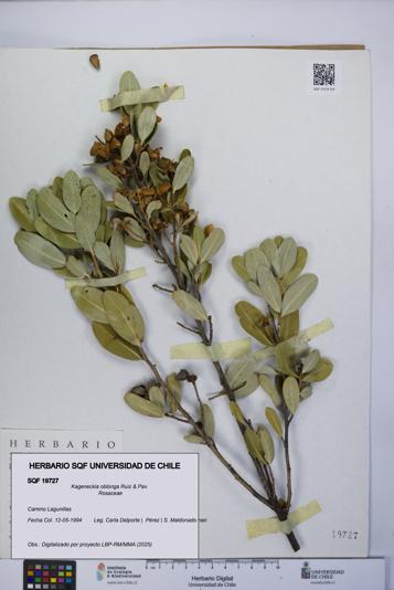 Kageneckia oblonga [Espécimen: UCH:SQF:0019727]