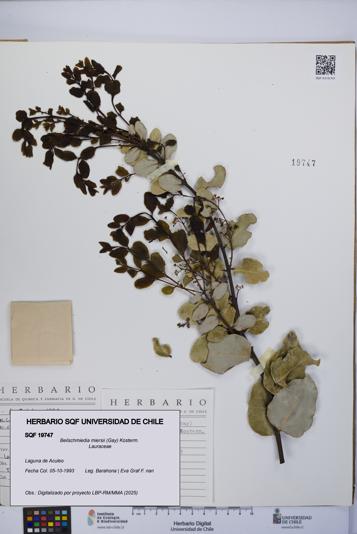 Beilschmiedia miersii [Espécimen: UCH:SQF:0019747]