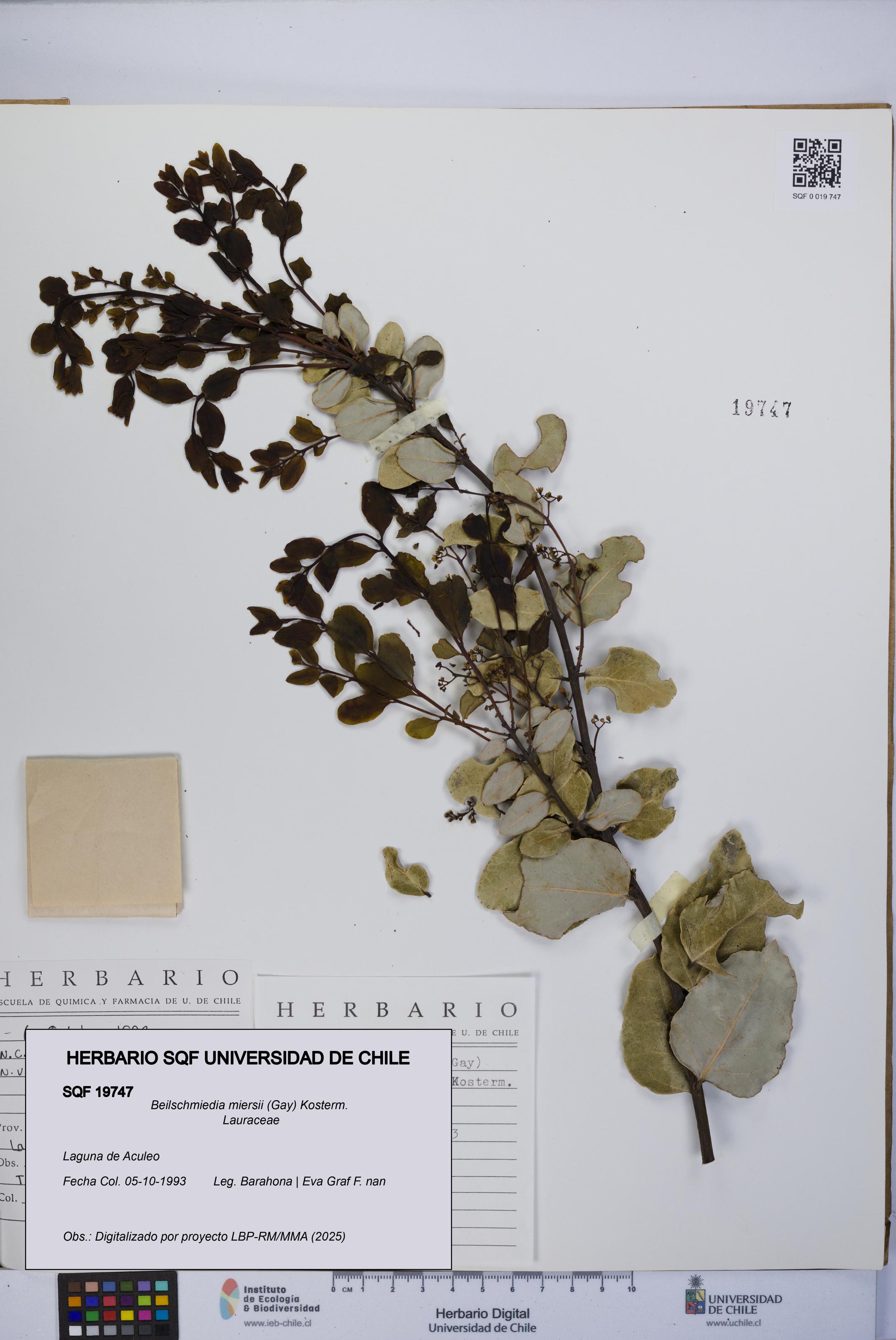 Beilschmiedia miersii [Espécimen: UCH:SQF:0019747]