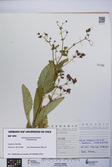 Calceolaria purpurea [Espécimen: UCH:SQF:0019751]