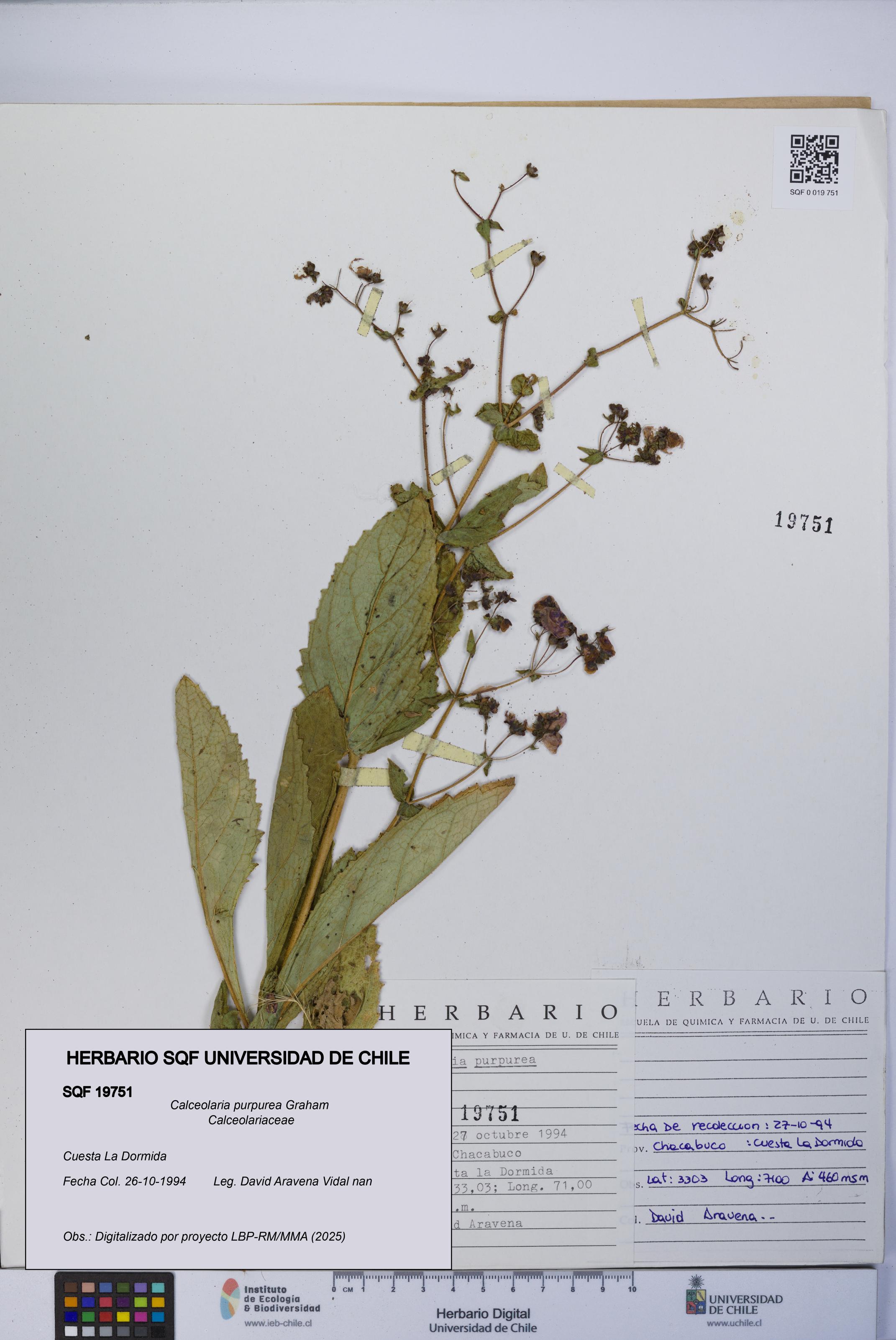 Calceolaria purpurea [Espécimen: UCH:SQF:0019751]