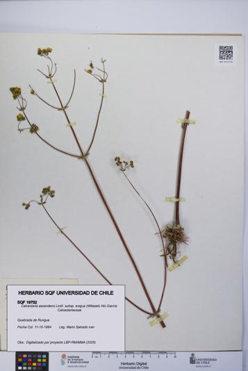 Calceolaria ascendens [Espécimen: UCH:SQF:0019752]