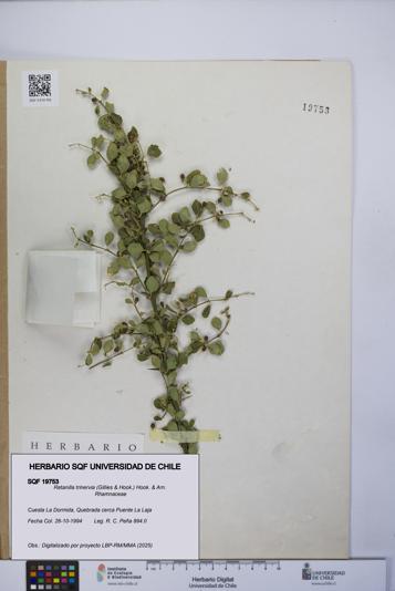 Retanilla trinervia [Espécimen: UCH:SQF:0019753]