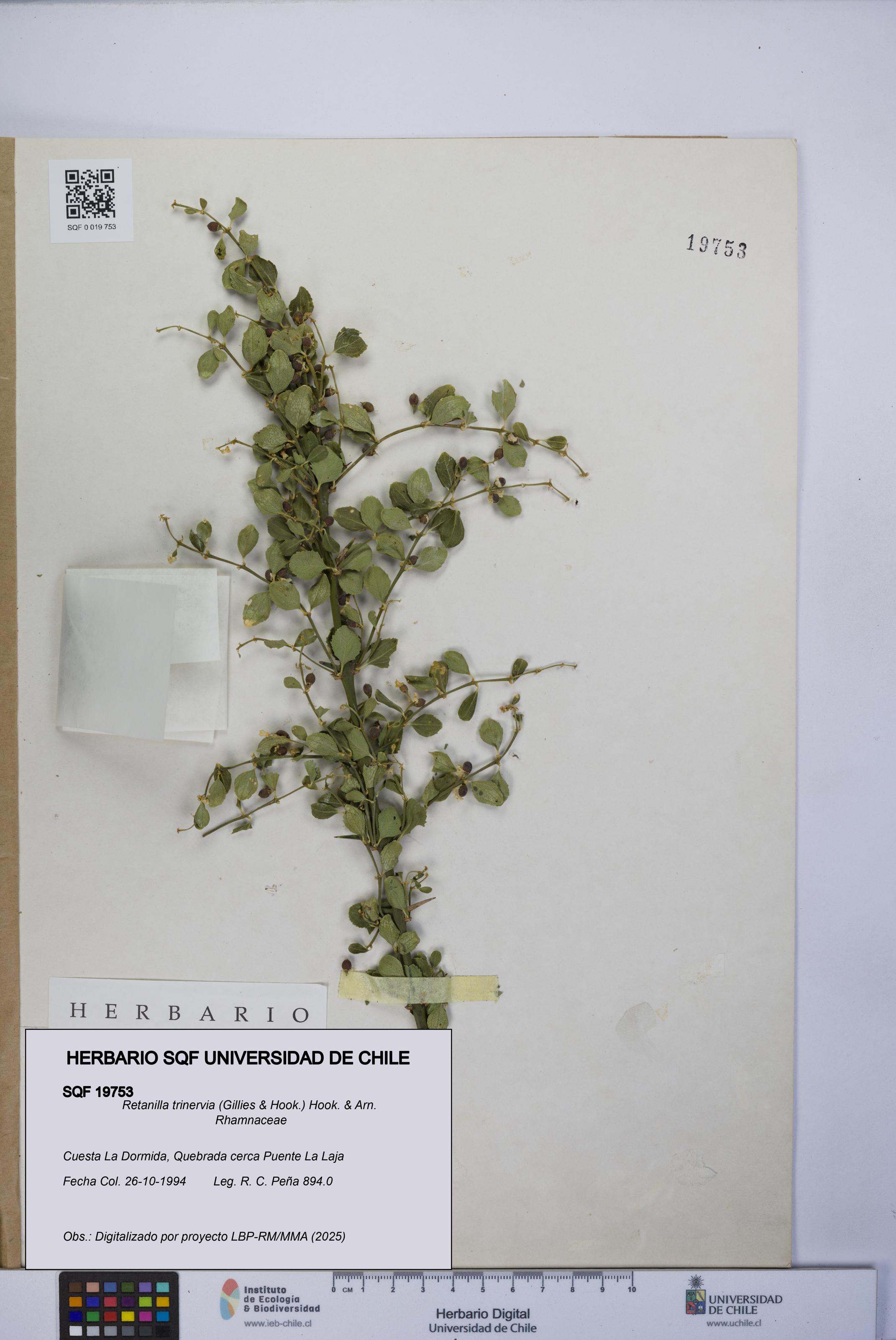 Retanilla trinervia [Espécimen: UCH:SQF:0019753]