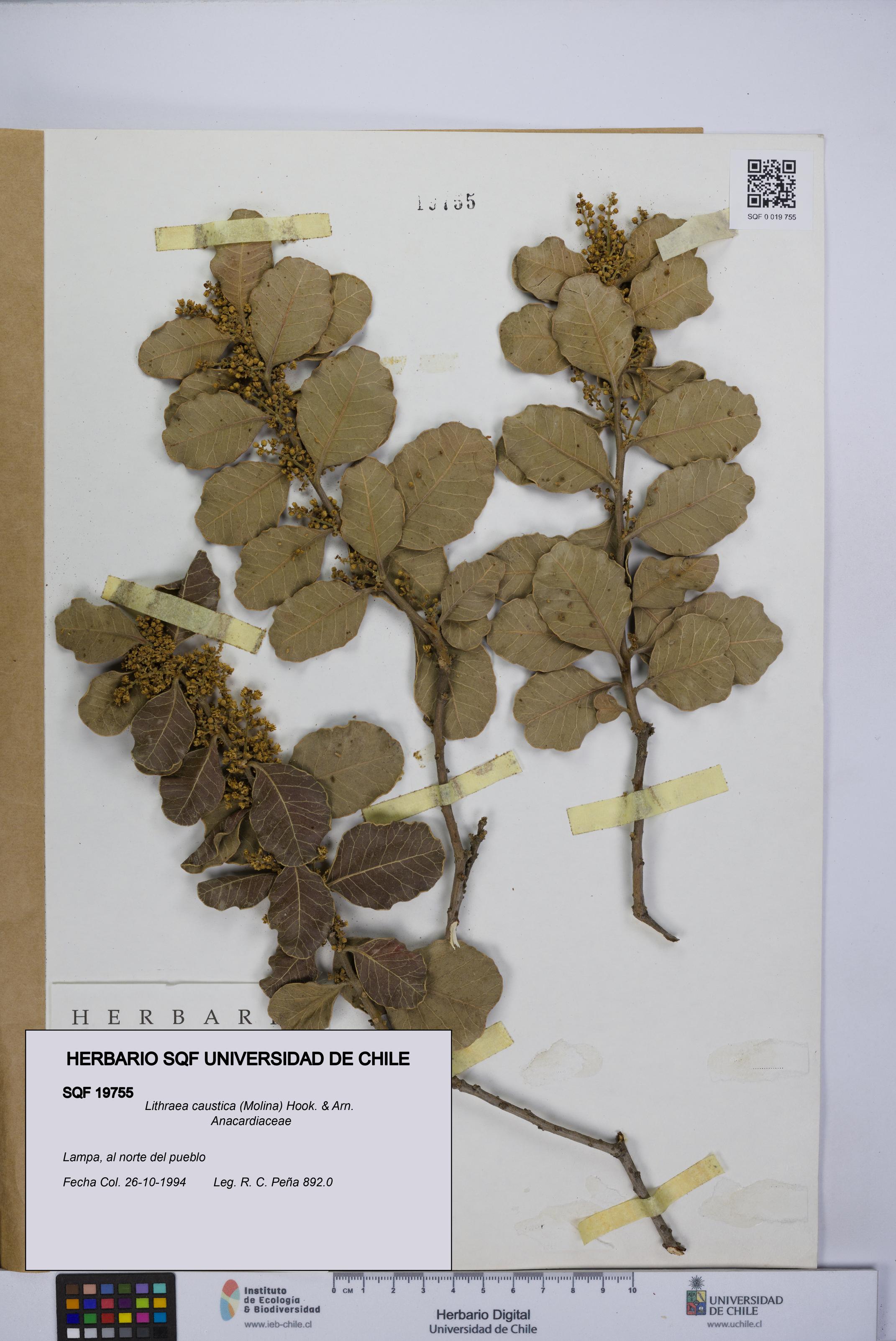 Lithraea caustica [Espécimen: UCH:SQF:0019755]