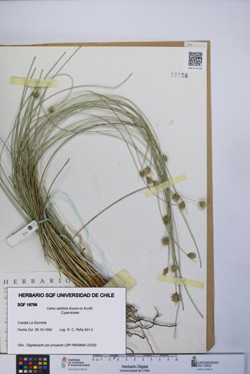 Carex setifolia [Espécimen: UCH:SQF:0019756]