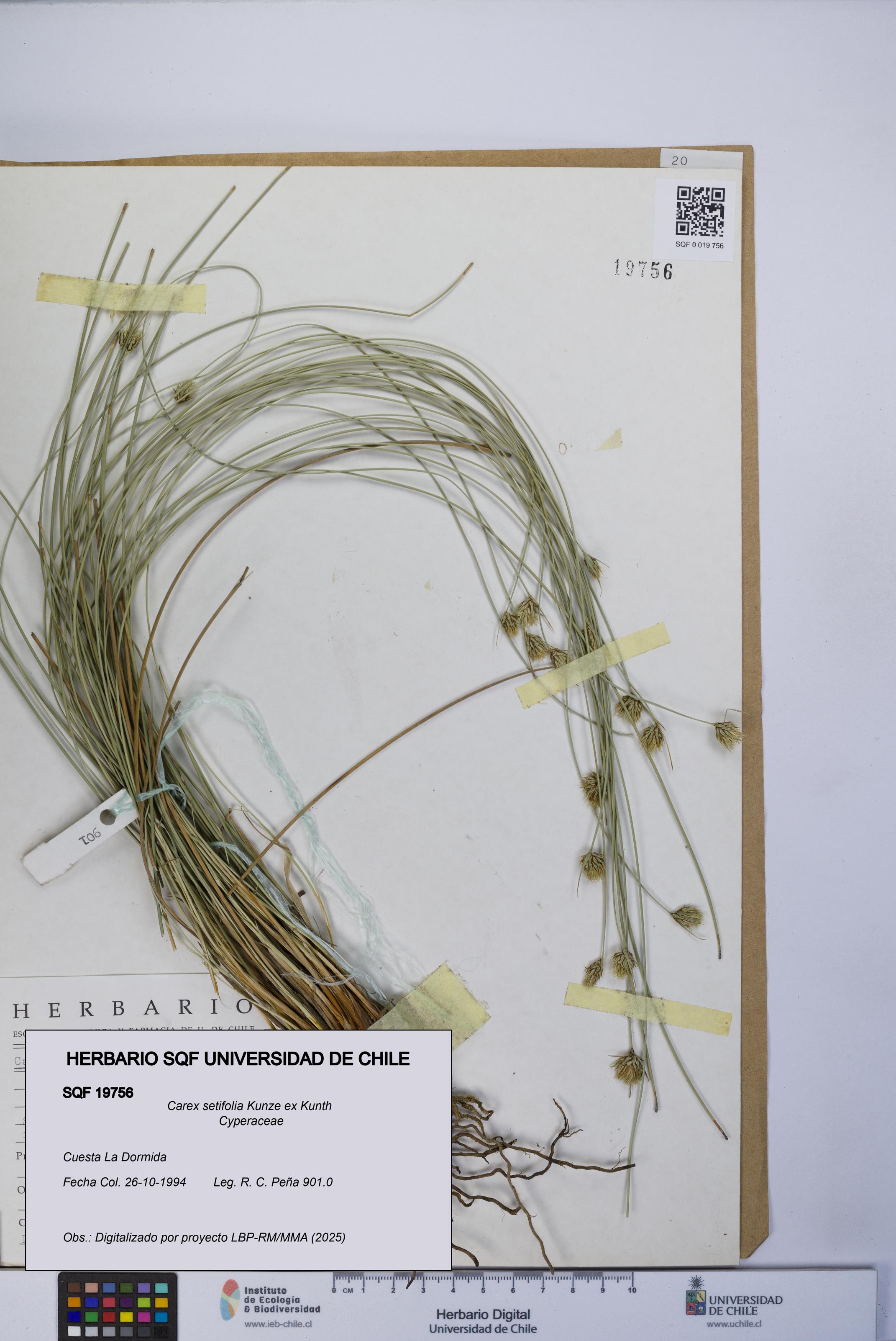 Carex setifolia [Espécimen: UCH:SQF:0019756]